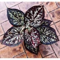 ราคา บอนสีราหูอมจันทร์(ขิ้นผ่าหัว)แท้100% (11968531973)