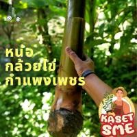 ราคา หน่อกล้วยไข่ หน่อกล้วยไข่กำแพงเพชร หน่อกล้วย ขุดสด หน่อใหญ่ เหง้าเต็ม เหง้าไม่แตก กล้วยไข่ ของแท้ 100% หน่อสวยรับประกัน (17689134474)