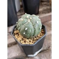 ราคา เต่าลิซาร์ด 5พูจับใจ พูแทรก ลักยิ้ม /Astrophytum kikko lizard skin/cactus/กระบองเพชร (21782218666)