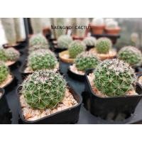 ราคา ้แมมหนามตะขอ ดอกสีเหลือง Mammillaria Beneckei (7089612935)