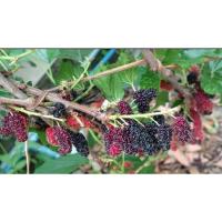 ราคา กิ่งพันธุ์มัลเบอรี่ ลูกหม่อน (13471025584)