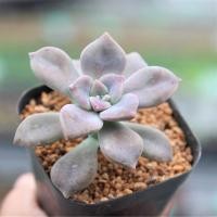 ราคา Graptoveria Purple Delight กุหลาบหินนำเข้า ไม้อวบน้ำ. Imported Live Succulents plant (7254148805)