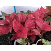 ราคา #Aglaonema: #อโกลนีมา #พลอยชมพู หรือ #แก้วกาญจนา (5262320570)