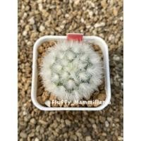ราคา แมมขนแกะ Mammillaria Bocasana Cv. Multilanata (14260182968)