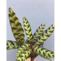 ราคา คล้ากาเหว่าลาย ไม้มงคล (7896441802)