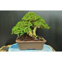 ราคา บอนไซเพรมน่าไต้หวัน (26111421047)