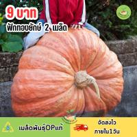 ราคา 9บาท ฟักทองยักษ์ 2 เมล็ด (26900906757)