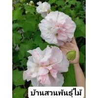 ราคา ต้นพุดตานไทยขนาด40ซม. (27055833598)
