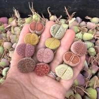 ราคา Lithops Mix ไลทอปคัลเลอร์ฟูล สีสัน คละสายพันธุ์ ราคาส่ง ถูกมาก❤️ (19655971767)