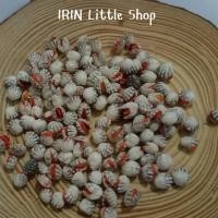 ราคา หอย หอยดินปั้น หอยแครง หอยแครงลวก หอยแครงสด หอยแครงแบบจัดจาน #หอยแครงจิ๋ว #หอยจิ๋ว #ของจิ๋ว (23473251537)