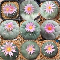 ราคา เมล็ด Lophophora fricii ดอกสีชมพู (8561670933)