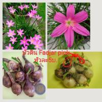 ราคา บัวดิน พันธุ์ Fadjar pink เลี้ยงง่าย ดอกบ่อยมาก (2806376212)