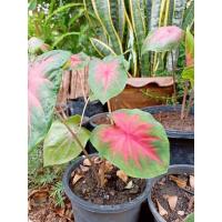 ราคา บอนสี (ช้างเผือกใบบัว)ส่งแบบต้นพร้อมกระถาง 6" (11532978236)