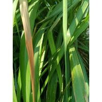 ราคา ใบตะไคร้หอมสด 500g ไล่ยุง ไล่แมลง ตัดสดทุกออเดอร์ (25412324831)