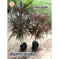 ราคา ต้นหูกระจงแดง หูกระจงแดง (25334210684)