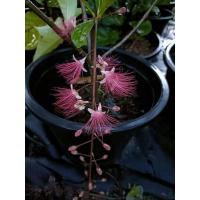 ราคา ต้นจิกแคระอินโด/จิกแคระ (18124680637)