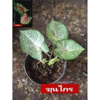 ราคา "บอนสี ขุนไกร ดินภูเขาไฟบุรีรัมย์" บอนสีราชินีแห่งไม้ใบ ส่งพร้อมกระถางพลาสติก ใบเหลืองจากการขนส่งให้ตัดใบออก (11629111946)