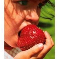 ราคา เมล็ดพันธุ์สตรอว์เบอร์รี่ยักษ์ ไจแอนท์ สวีท (Giant Sweet Strawberry Seed) บรรจุ 25 เมล็ด ของแท้ คุณภาพดี ราคาถูก นำเข้า (13030233155)