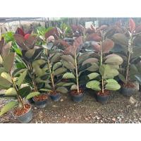 ราคา ยางอินเดียแดง ดำ ใบด่าง (22558032481)