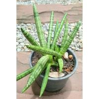 ราคา ต้นงาช้างแคระ (มินิบอลเซล)Sansevieria boncellensis (3938639398)