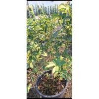 ราคา ต้นหนวดปลาหมึกด่างลายเหลือง (24112326463)