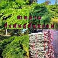 ราคา กิ่งชะอม ต้นชะอม เป็นกิ่งตอนจากแม่พันธุ์ ชุดละ80บาทได้10กิ่ง (11081764897)