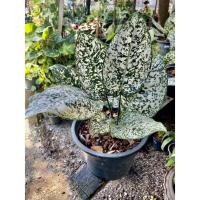 ราคา ต้นมรดกโลก ขนาดใหญ่ เพิ่มบุญเพิ่มโชค (17001046756)