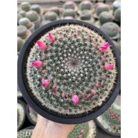 ราคา แมมแม่เฒ่า Mamimalia Haniana ไซส์ xxl (914685718)