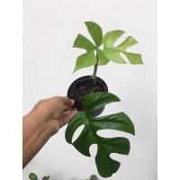 ราคา มอนสเตอร่าจินนี่ (Monstera Ginny) ไม้เลื้อยฟอกอากาศ รากเดินดีแล้วพร้อมขึ้นหลัก (11367397033)