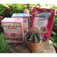 ราคา ปุ๋ยออสโมโค้ท และสตาร์เกิล จี ขนาด1กิโลกรัม (4439745106)