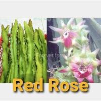ราคา แก้วมังกร กิ่งพันธุ์แก้วมังกร Red Rose พันธุ์หายาก (9881469794)