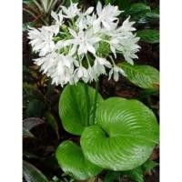 ราคา ต้นว่านนางคุ้ม ว่านนางคุ้ม สวนเขาหมาก รับประกันสินค้า เสริมเคราะห์ เสริมดวงชะตา คุ้มภัยอันตราย (11913138733)