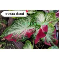 ราคา บอนสี บอนสีชายชลป้าย (11936118698)