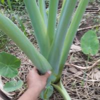 ราคา พันธุ์ต้นทูนยักษ์ ชุด 2 ต้น (5331526549)