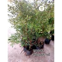 ราคา ต้นหูกระจง หรือ แผ่บารมี ขนาดต้น 70-90ซม. (24520611153)