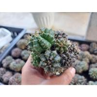 ราคา “ยิมโนคาไลเซียม (Gymnocalycium)” (10584370634)