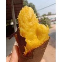 ราคา มันหวานญี่ปุ่นนำเข้าจากเวียดนาม พันธุ์เบนิฮารุกะขายเป็นกิโล (24472785734)