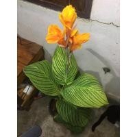 ราคา ต้นพุทธรักษาใบด่าง(ลายเบอกิ้น)และพุทธรักษาแดง (11044228671)