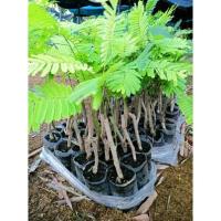 ราคา ชะอมไร้หนาม1ชุด10ต้นหรือหนามน้อยนิยมปักชำตัดยอดทานขายสร้างรายได้ปักชำแตกใบมีจำกัด (23963453876)