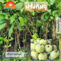 ราคา ต้นฝรั่งกิมจู ฝรั่งกิมจู ต้นไม้ ไม้ผล (8769715021)