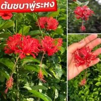 ราคา ต้นชบาพู่ระหงส์ สีแดง ชบาพู่เรือหงส์ ดอกสีสวย สด ต้นชบาสีแดง (20275285909)