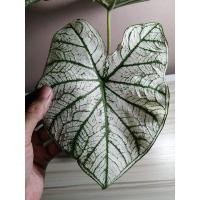 ราคา อิเหนาขาว/บอนสีอิเหนาขาว (12712843244)