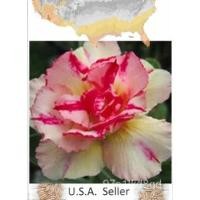 ราคา เมล็ด ชวนชมสีม่วงกุหลาบทอง adenium ium 10เมล็ด ผักบุ้ง (18676873719)