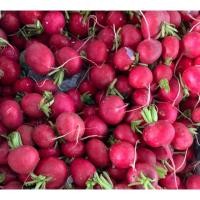 ราคา เรดีชสด หรือ หัวผักกาดแดงสด 1 กิโลกรัม Red Redich (4444531847)