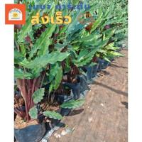 ราคา ต้นคล้าเรียกเงินเข้าบ้าน Calathea Rufibarba, Velvet Calathea (คล้าริบบิ้นกำมะหยี่)ไม้มงคล (ส่งเร็ว) (25684842741)