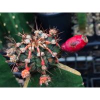 ราคา ต้นแคคตัสยกพอตหลายต้น ไม้เมล็ด เลือกต้นได้ Set R (CACTUS) - กระบองเพชร ราคาถูกแคคตัส (29703368011)