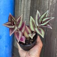 ราคา ต้นก้ามปูหลุด ต้นก้ามปูนำโชค (13983920317)