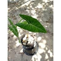 ราคา ว่านพญางูจงอาง ไม้มงคล ไม้ฟอกอากาศ (8673920658)