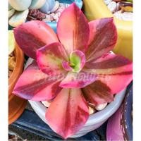 ราคา เมล็ดพันธ์ไม้อวบน้ำหายาก Succulent (20275737846)