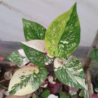 ราคา เพชรราชา บอนสี ✅ได้ต้นตรงตามตัวเลือกส่งของทุกวัน (20405049725)